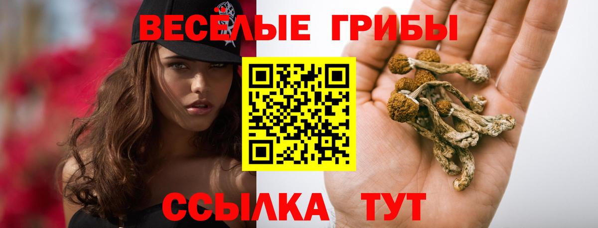 Псилоцибиновые грибы Psilocybe  Вход с VPN  Элиста 